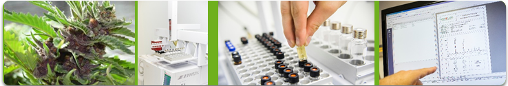 Cannabis Testing Image, cannabis potency testing